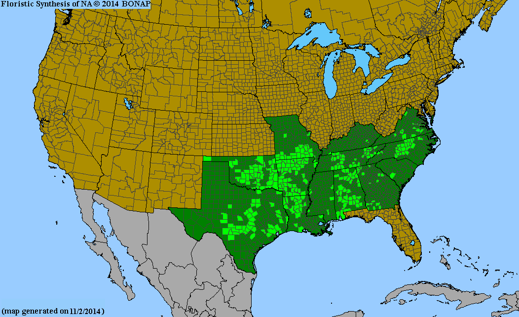 County distribution map of Silphium asteriscus var. asteriscus - Starry Rosinweed